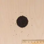 Fleurs - Gypsophile Nuage Blanc - MEDIA_3D